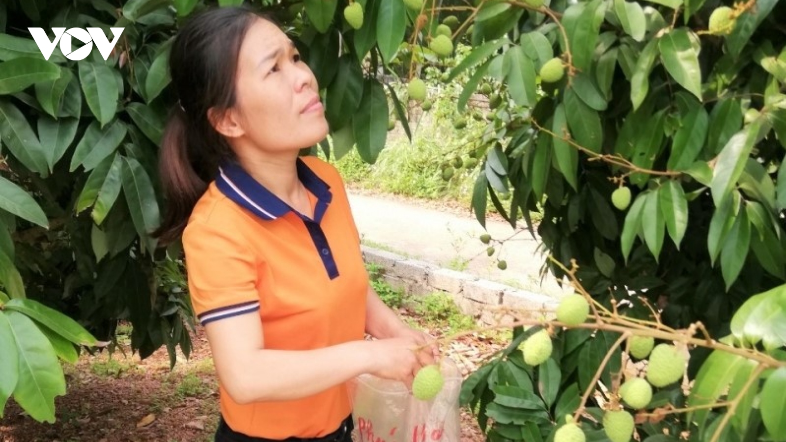 Bắc Giang đảm bảo chất lượng “rộng đường” tiêu thụ vải thiều