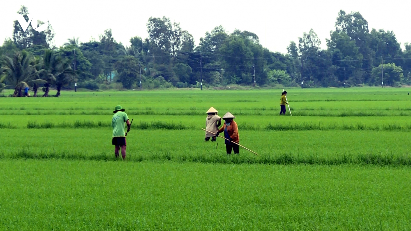 Thế mạnh nông nghiệp ĐBSCL chưa phát huy hiệu quả bởi liên kết lỏng lẻo