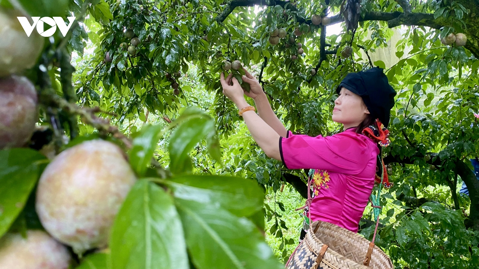 Xóa điểm nghẽn về logistics trong tiêu thụ nông sản ở Sơn La