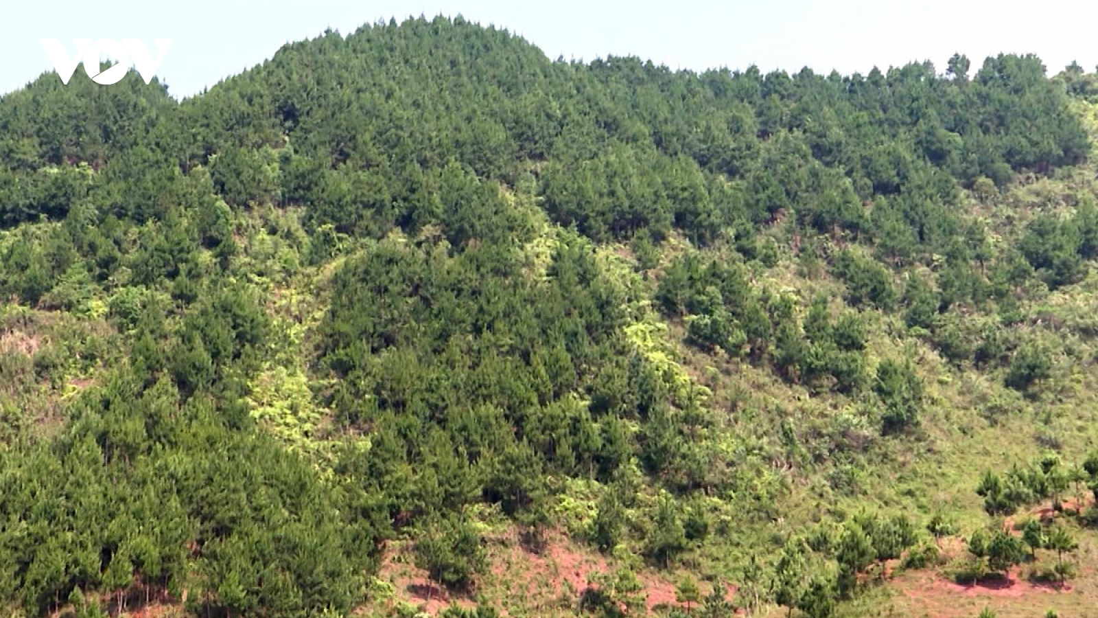 Hàng trăm ha đất trồng rừng bỏ hoang khiến người dân lao đao