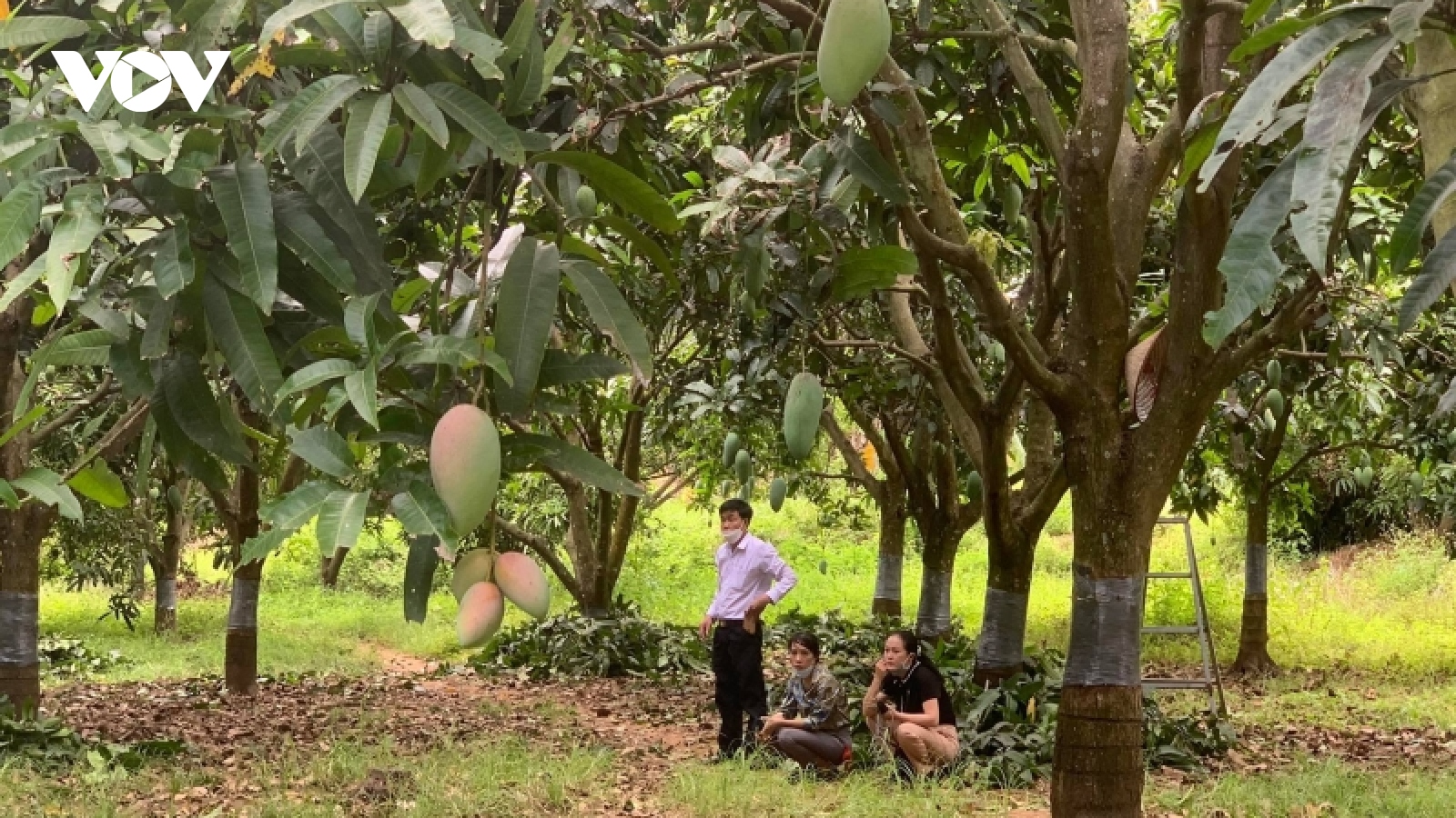 Giá xoài giảm mạnh, người trồng thua lỗ