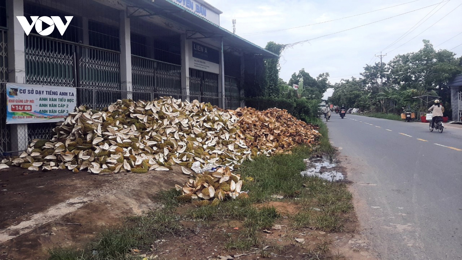 Giải pháp nào để xử lý vỏ trái sầu riêng có ích cho sản xuất?