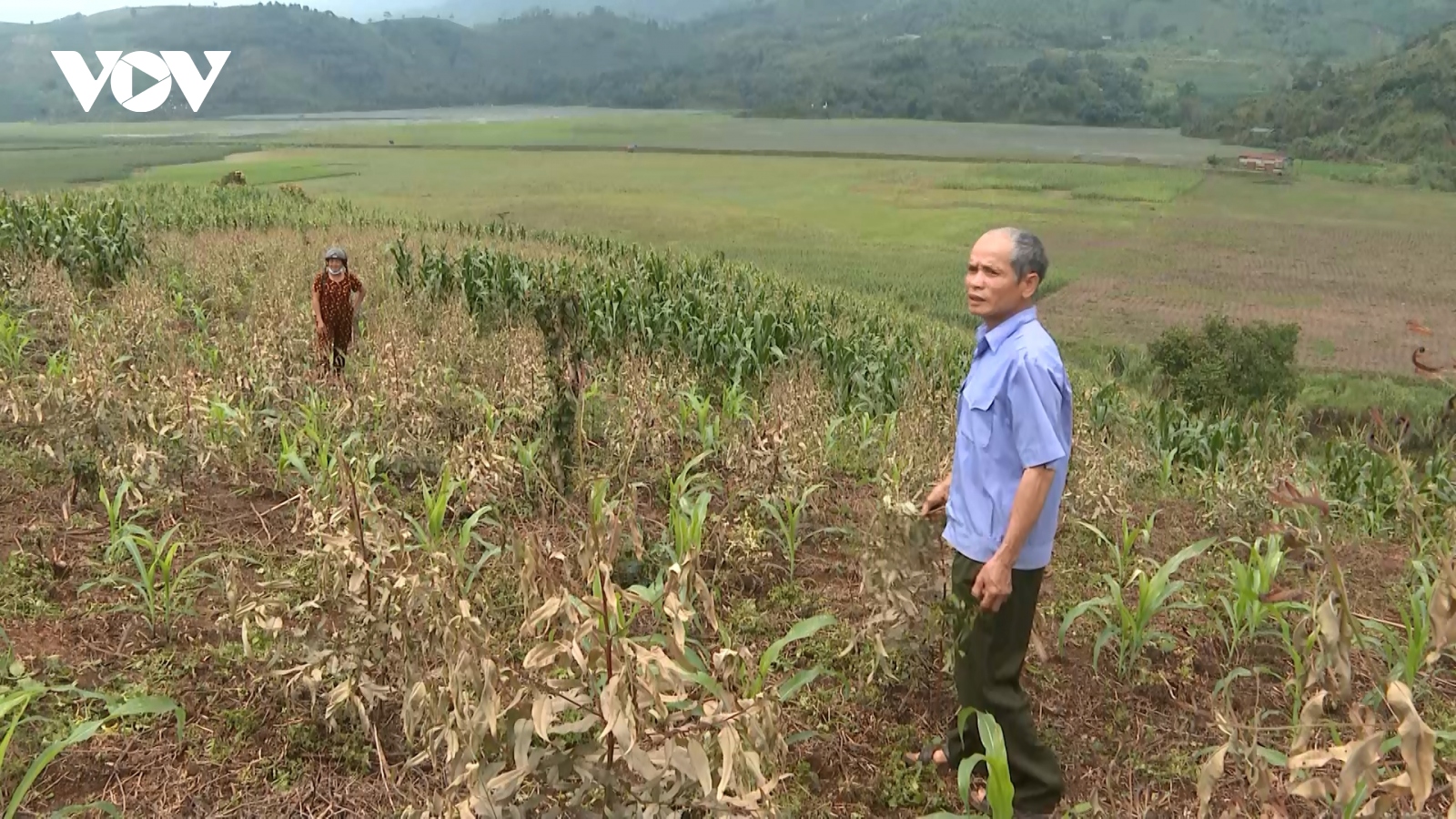 Cần sớm bồi thường hoa màu bị khí thải làm hư hại ở Lào Cai