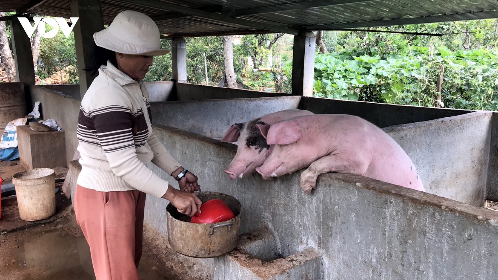 “Bão giá” thức ăn khiến người nuôi heo Đắk Lắk nản lòng