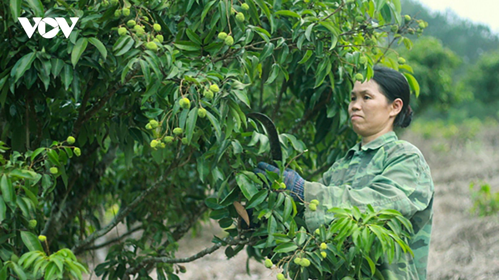 Vì sao vải thiều Bắc Giang chín muộn so hơn với mọi năm?