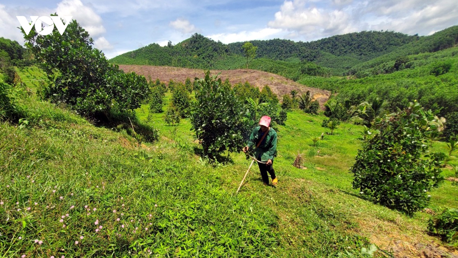 Bình Định phát triển vùng cây ăn quả tập trung