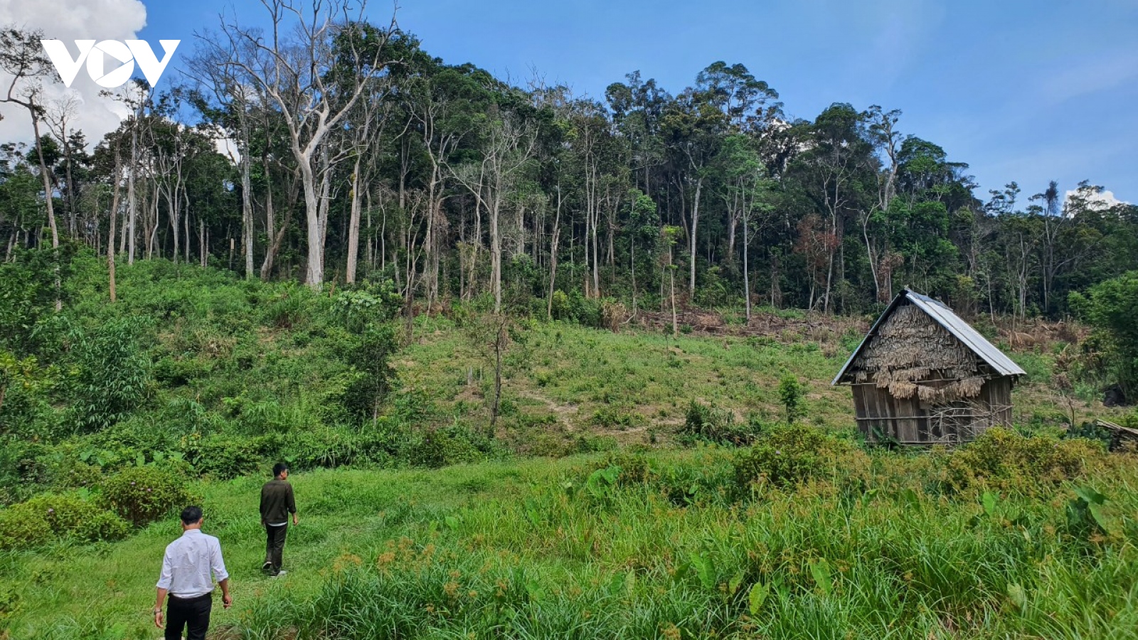 Dai dẳng lấn chiếm đất rừng ở huyện miền núi Vĩnh Thạnh