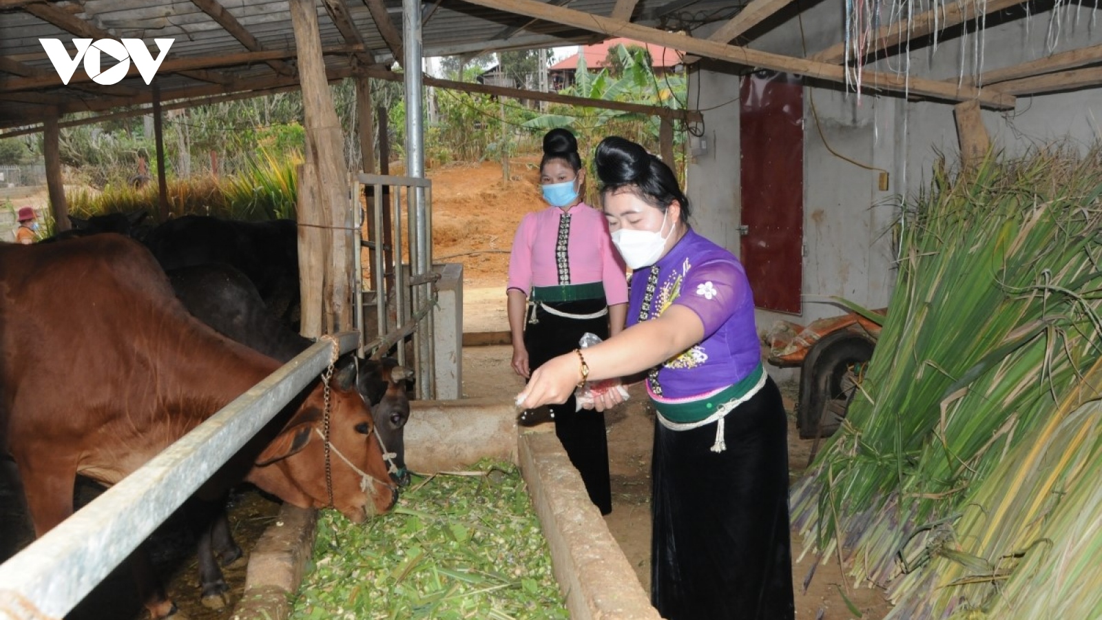 Phụ nữ vùng cao Sơn La làm giàu ngay trên mảnh đất quê hương