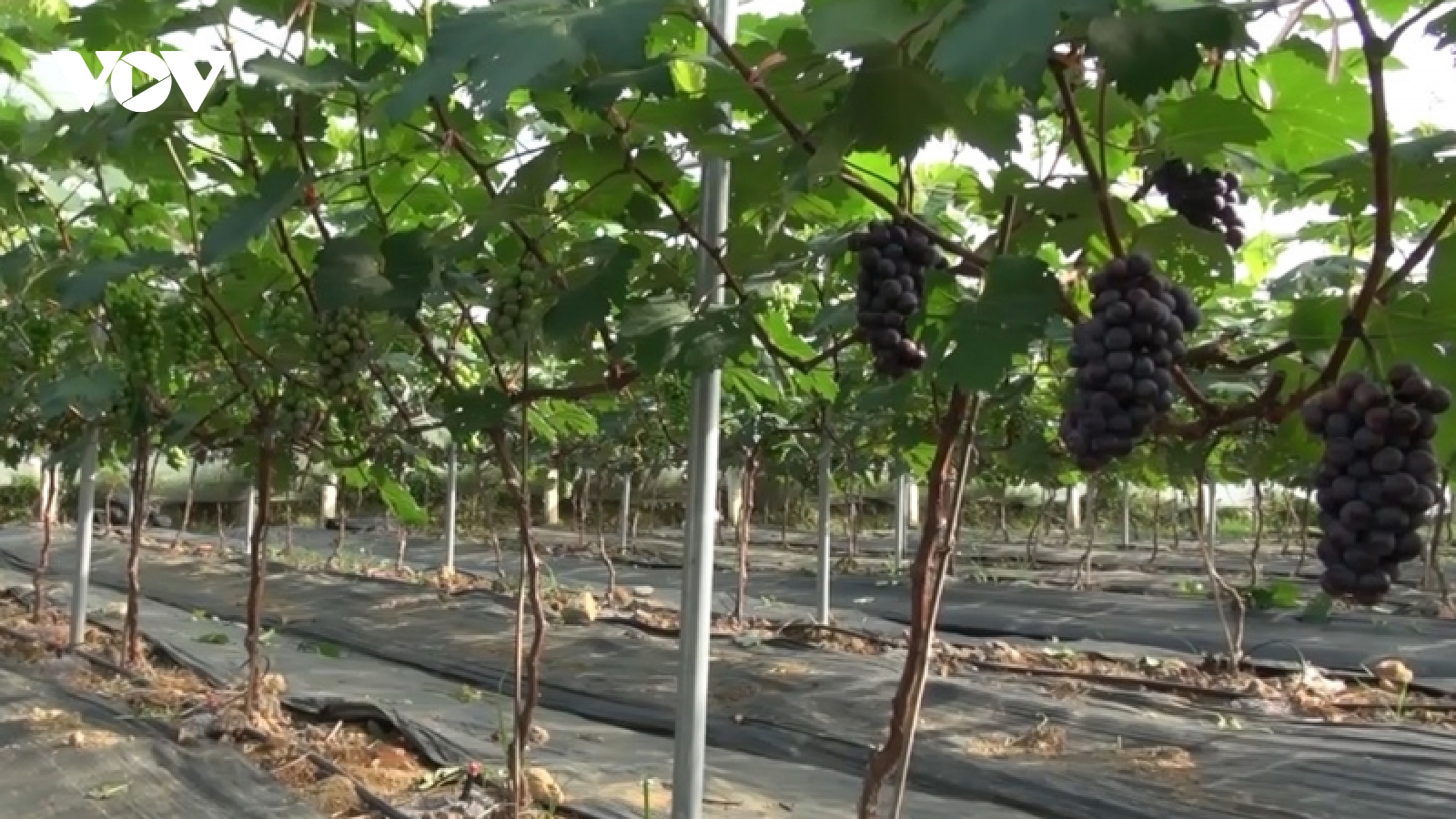 Cây nho đen - hướng phát triển kinh tế mới cho người dân Than Uyên