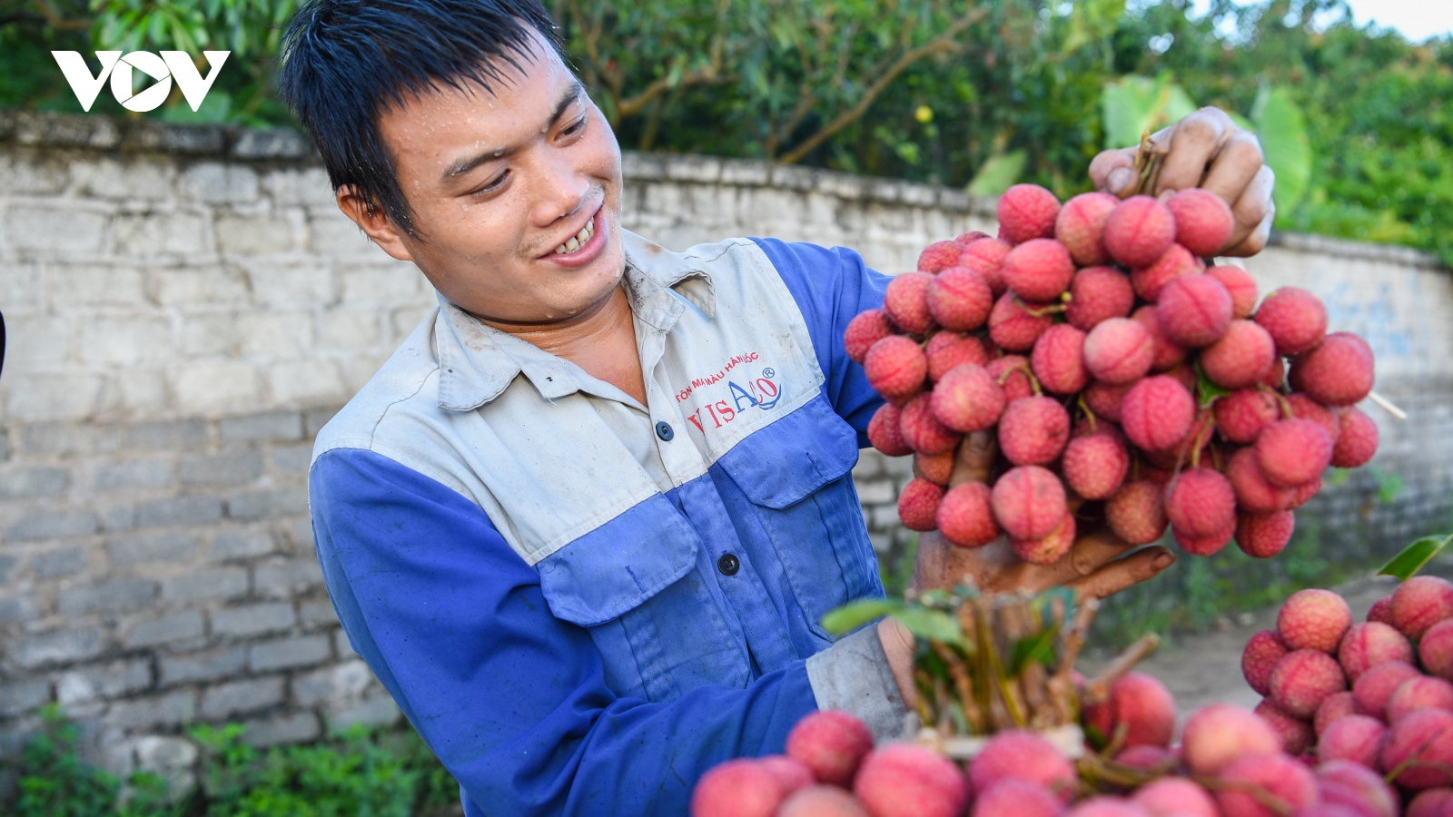 Bắc Giang tháo gỡ khó khăn, thúc đẩy tiêu thụ vải thiều