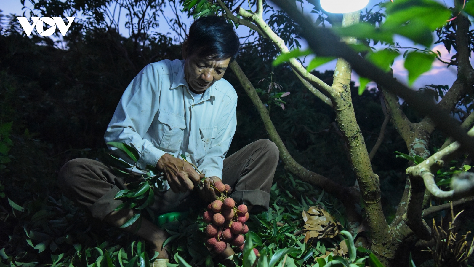 Dậy từ nửa đêm thu hoạch vải thiều Lục Ngạn
