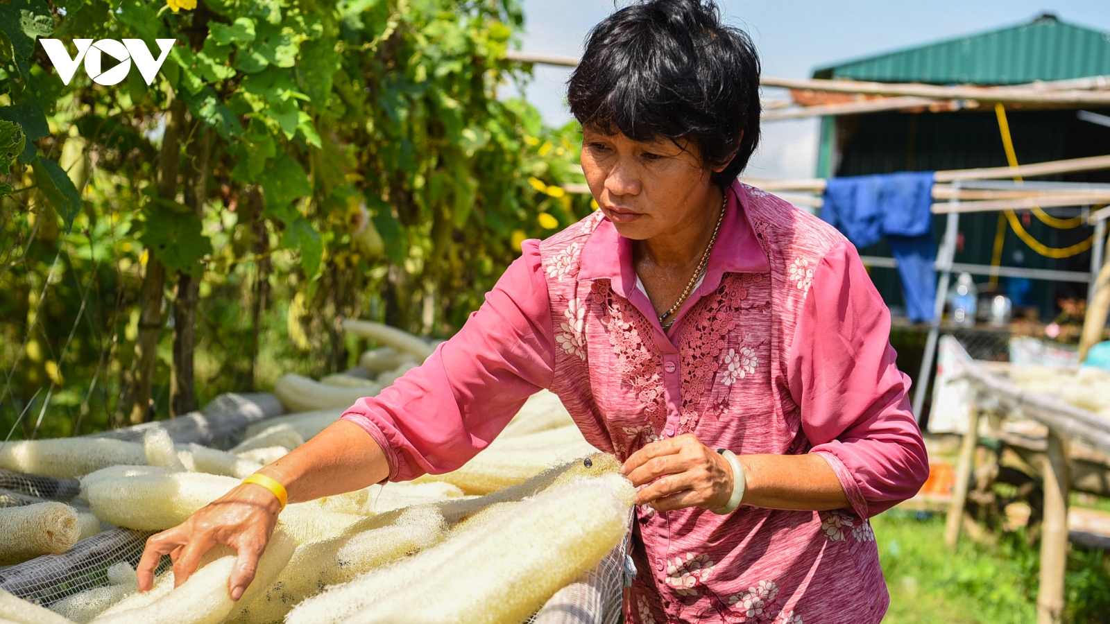 Bỏ việc văn phòng lương 30 triệu về quê kiếm tiền tỷ từ xơ mướp