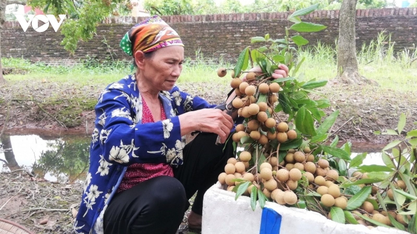 Khoái Châu rộn ràng mùa nhãn