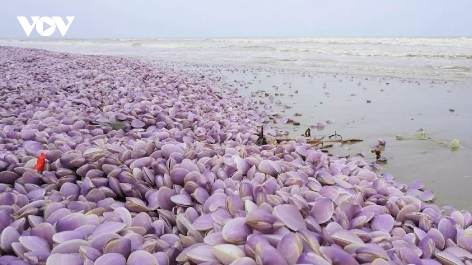 Ngao chết, hàng tấn vỏ trôi dạt ở bãi biển Thanh Hóa