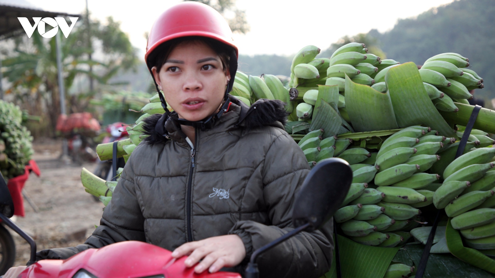 Lai Châu tập trung gỡ khó cho các dự án nông nghiệp