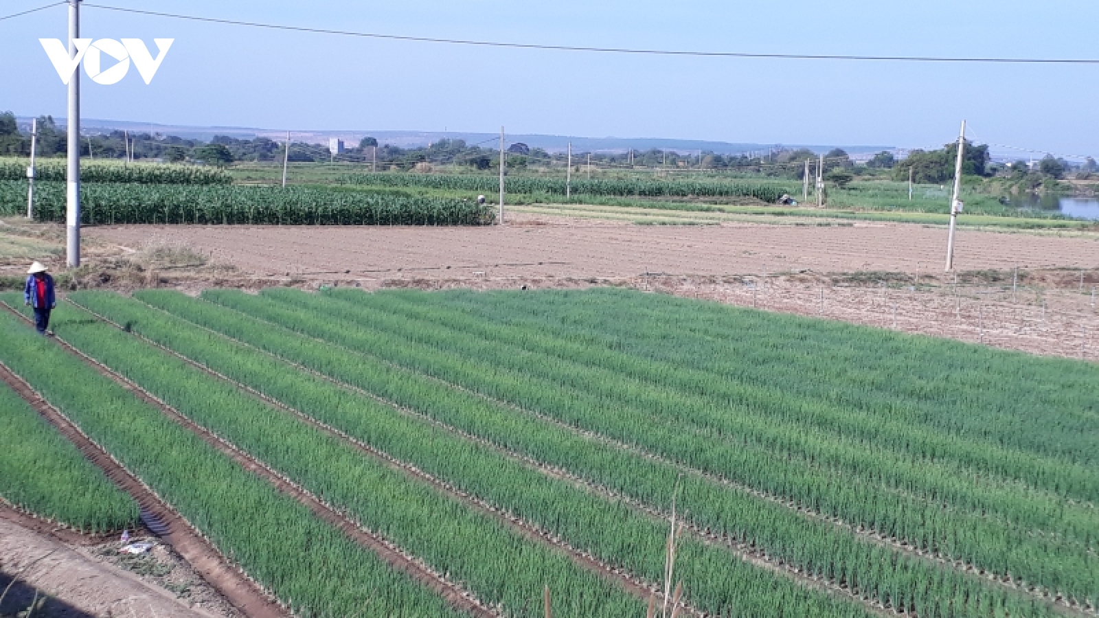 Chuyển đổi cây trồng giúp dân tộc Chăm thoát nghèo