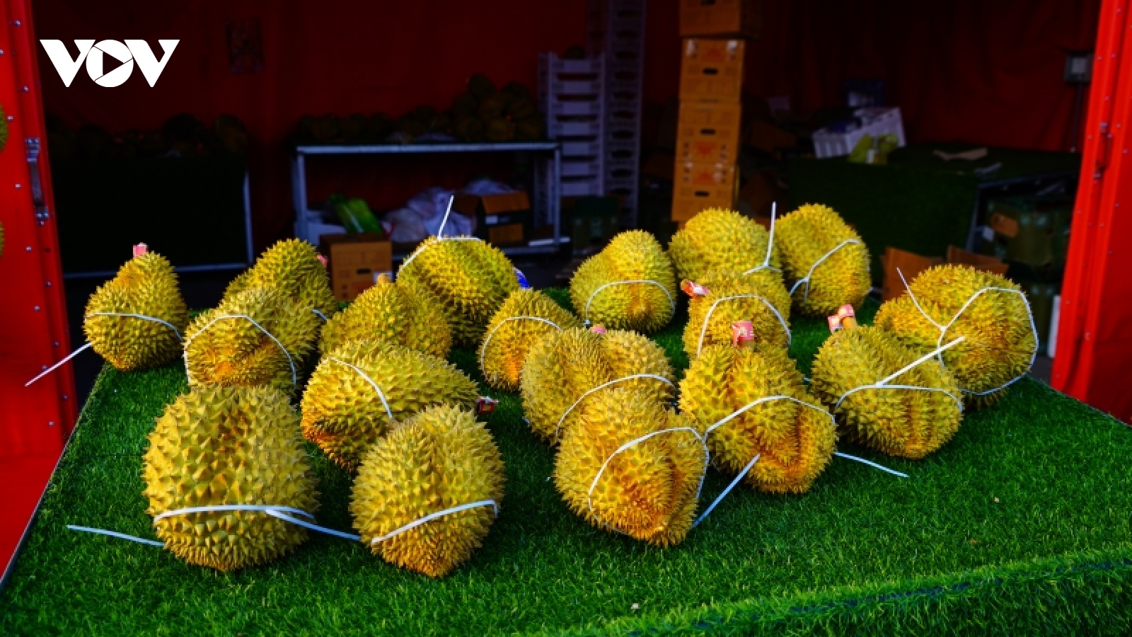 Sầu riêng Việt trước cơ hội trở lại mạnh mẽ tại thị trường Trung Quốc