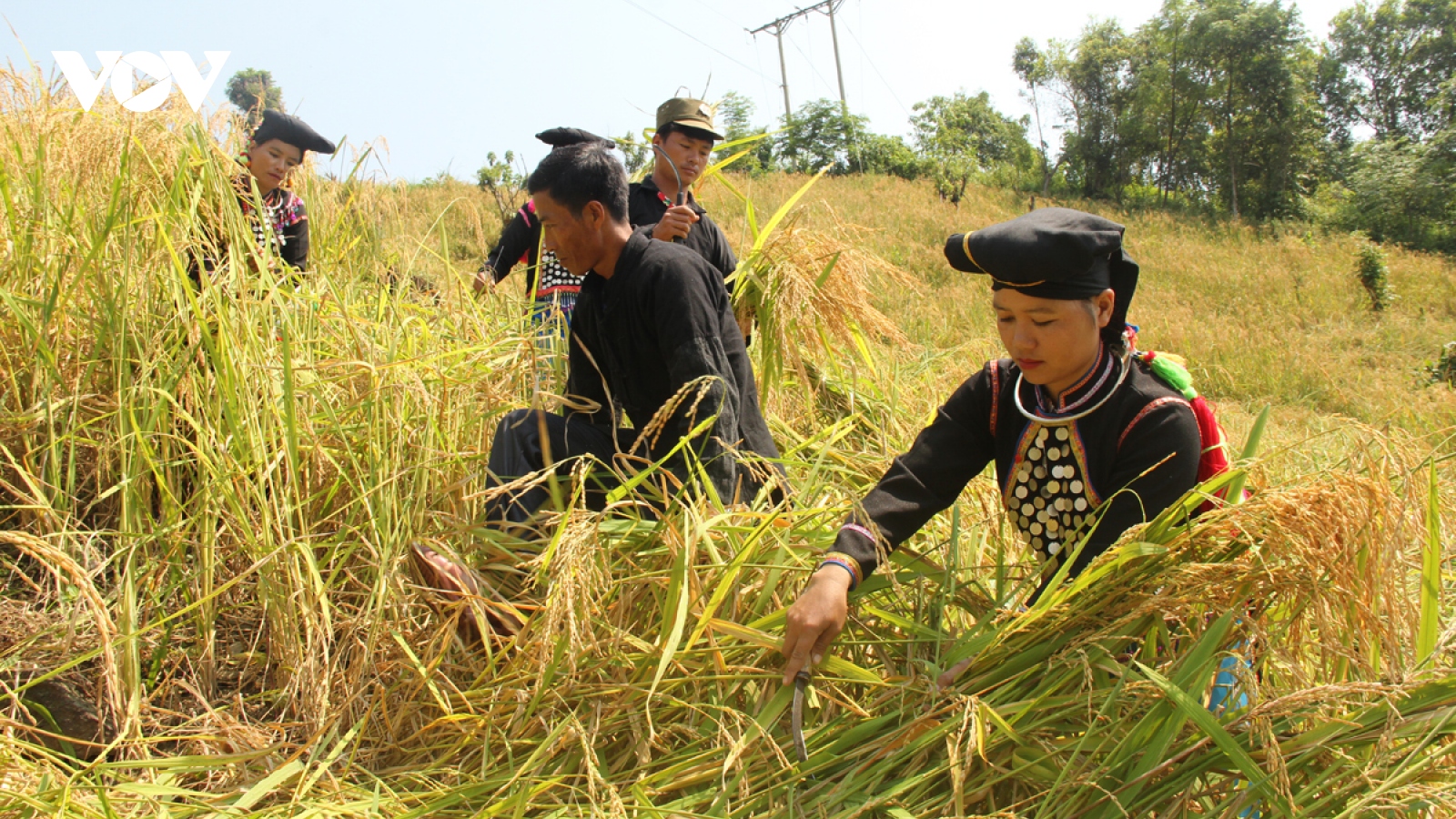 “Thắp lửa” nơi đại ngàn: Đảng viên tiên phong xóa nghèo