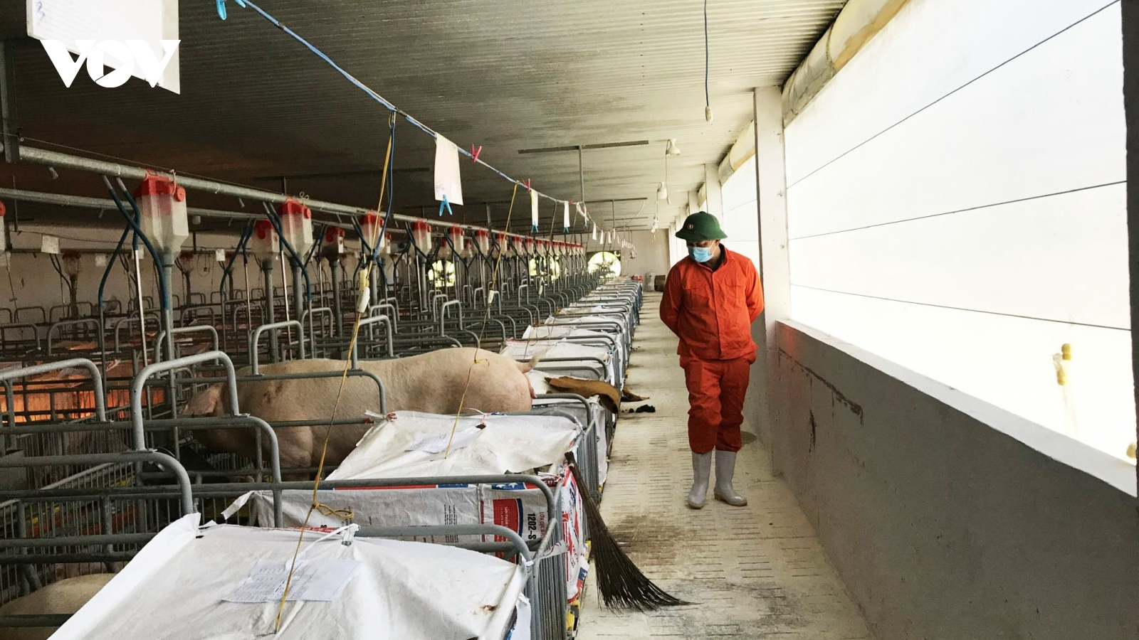 Bình Định đẩy mạnh tái đàn heo và phòng chống dịch bệnh