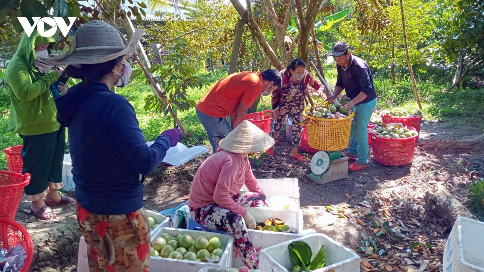 Nông nghiệp ĐBSCL thích ứng với biến đổi khí hậu