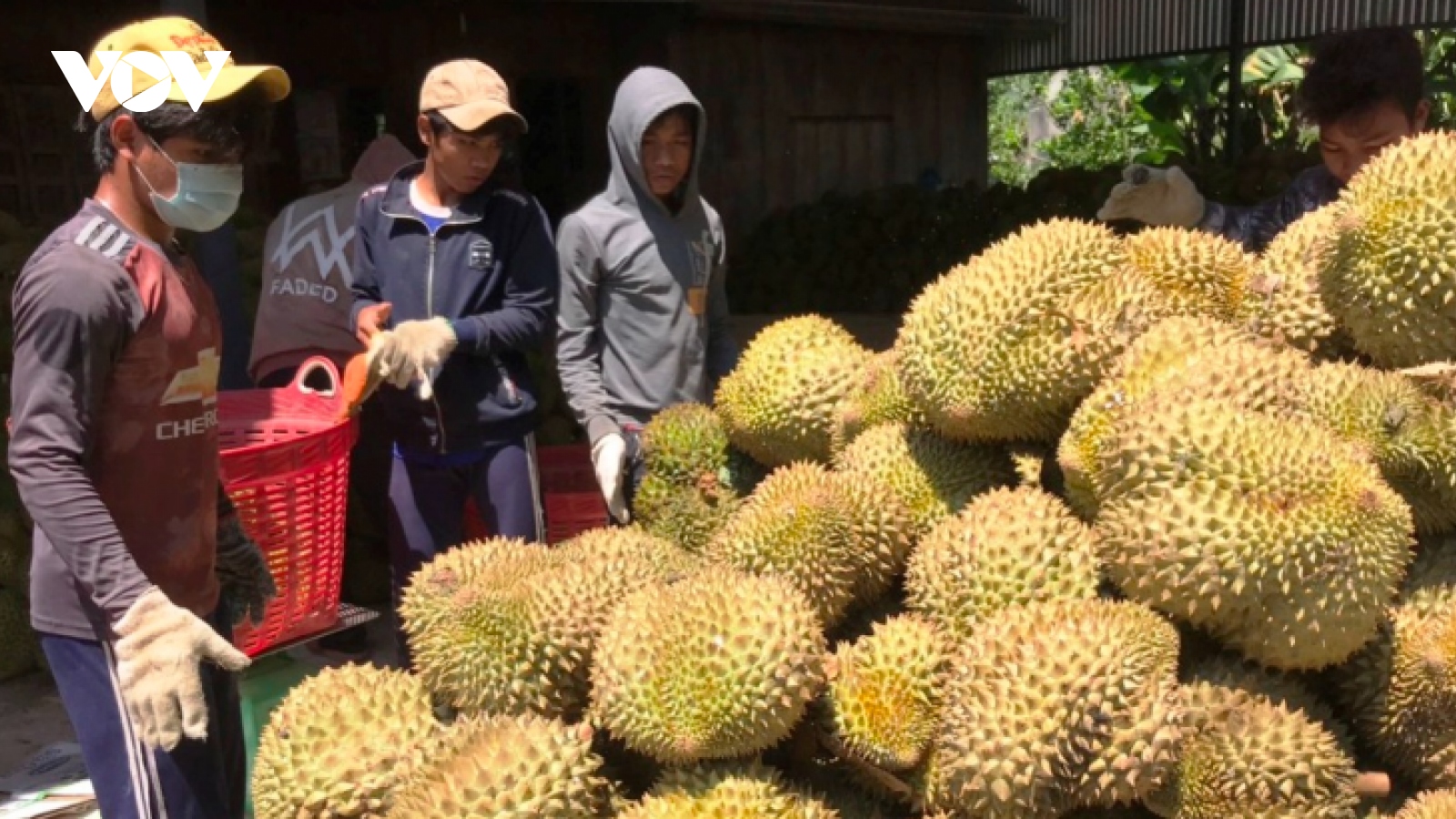 Cơ hội xuất khẩu sầu riêng Khánh Sơn chính ngạch sang Trung Quốc
