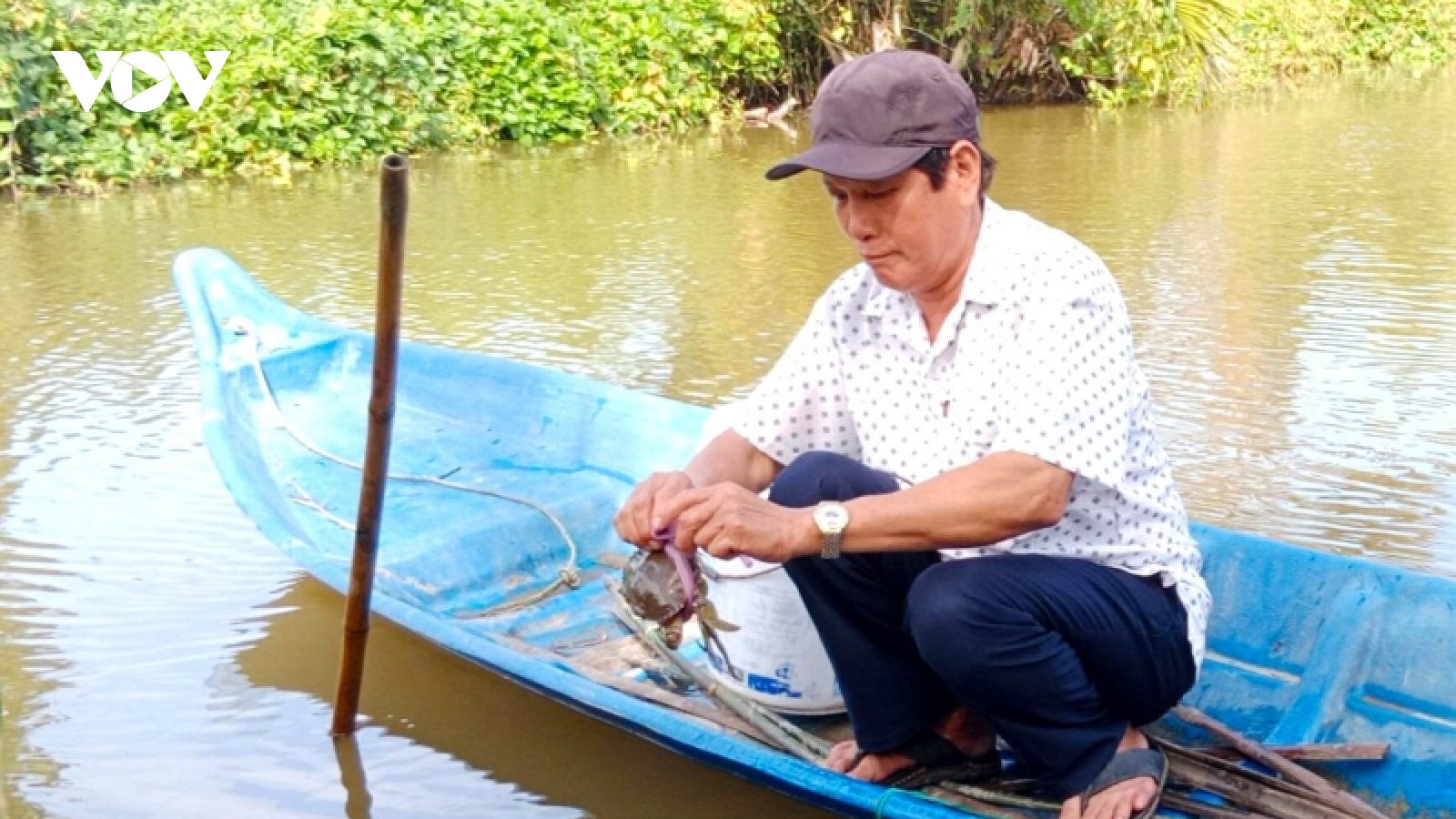 Người dân Cà Mau tăng thu nhập nhờ nuôi cua