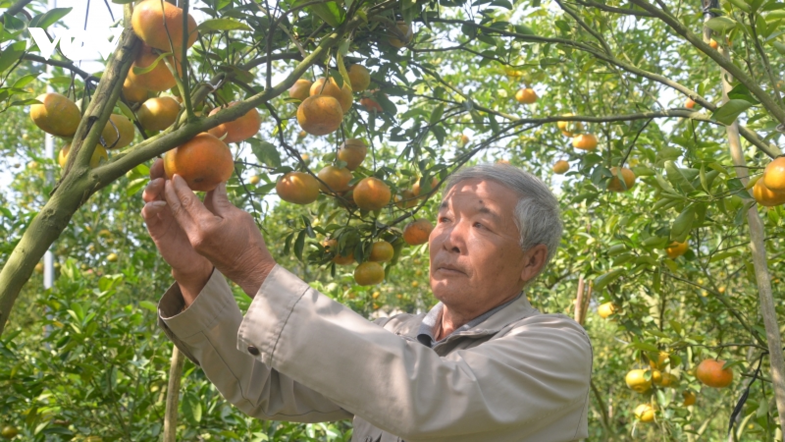 Quýt hồng Lai Vung – Đồng Tháp chín vàng rực chờ du khách ghé thăm
