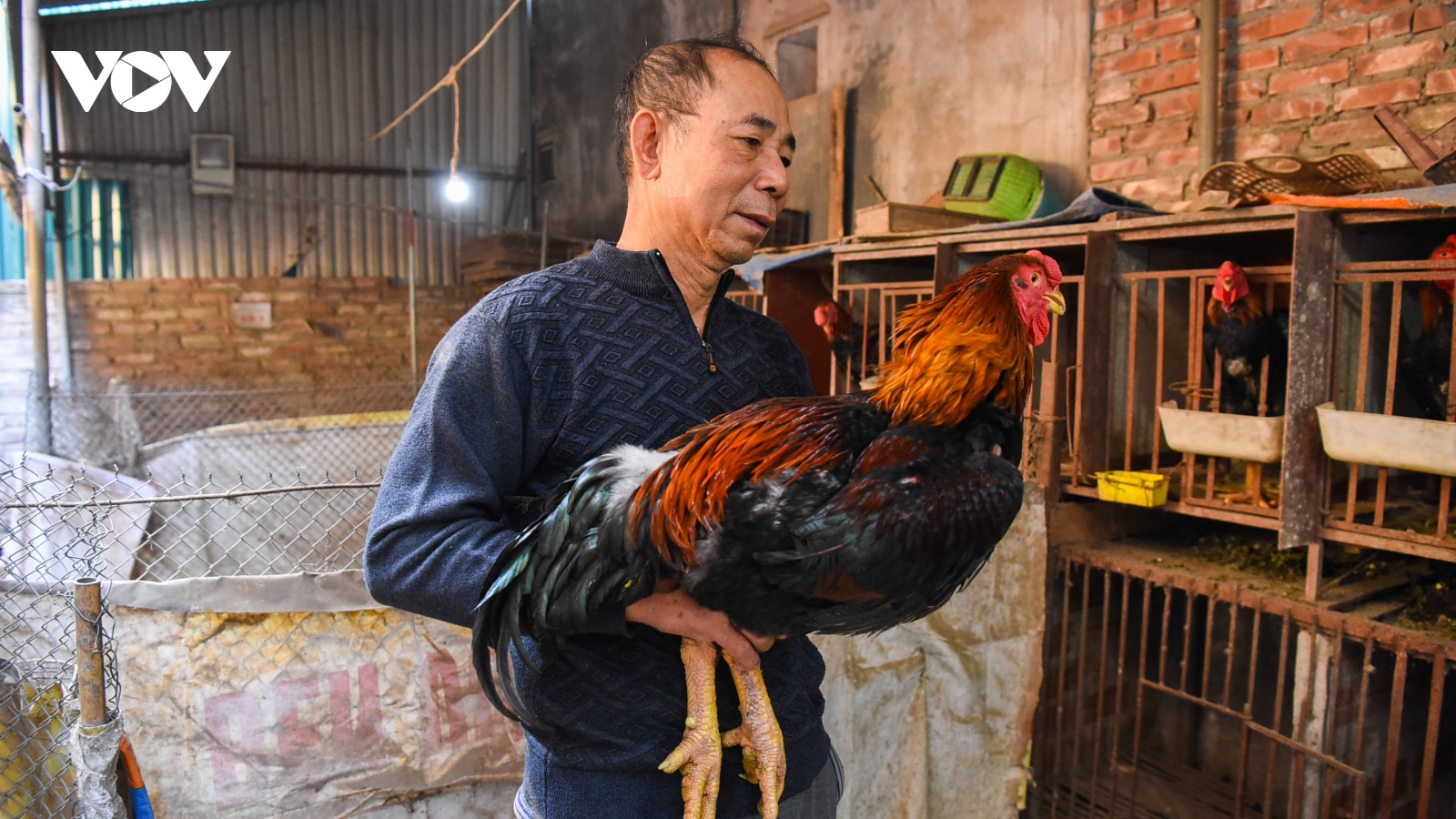 Đặc sản gà Hồ "tiến vua" khan hàng dịp Tết