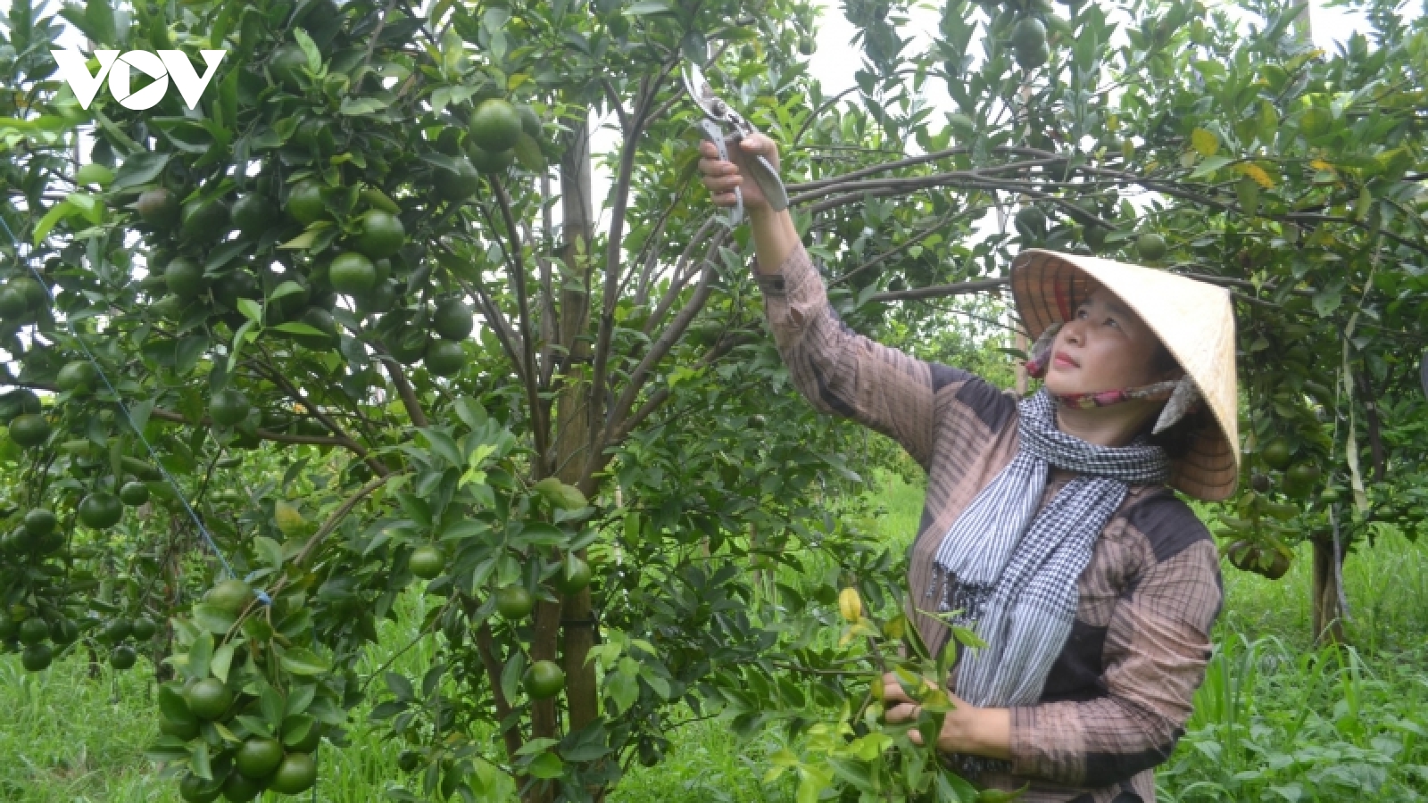 Đắk Nông - khi phụ nữ làm chủ công trong phát triển kinh tế