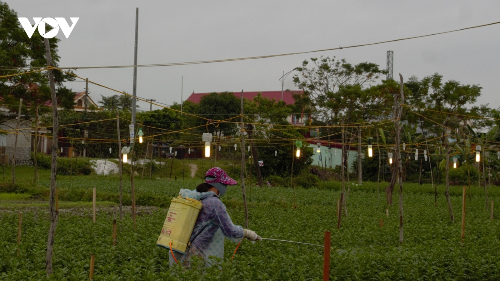 Người trồng hoa chong đèn “nuôi” hoa Tết