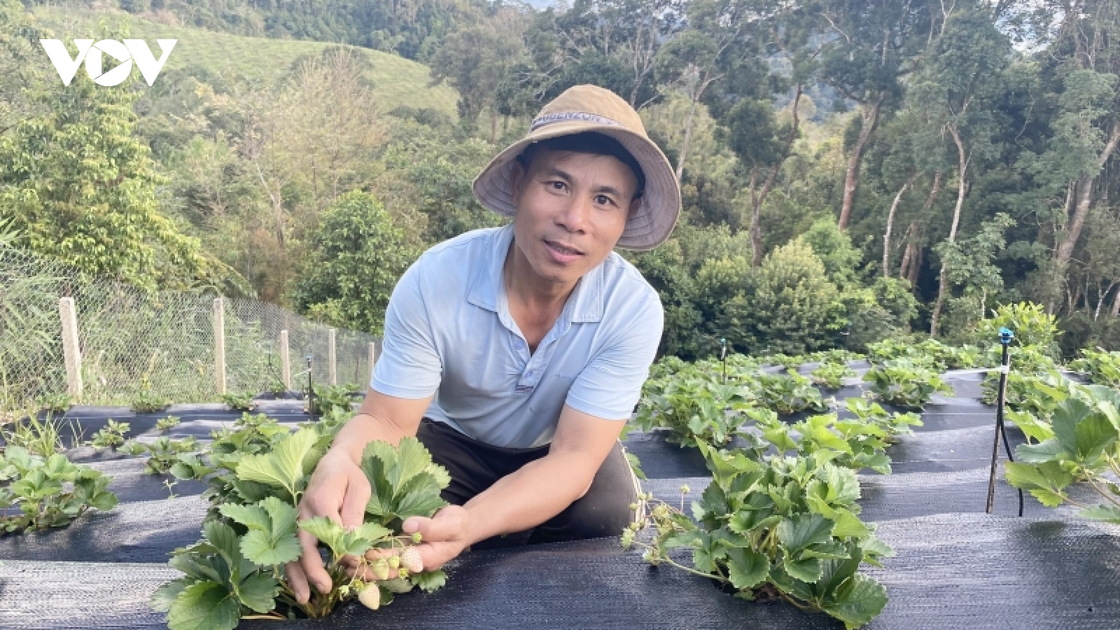 Vợ chồng bỏ phố lên dãy Ngọc Linh trồng sâm thu nhập tiền tỷ mỗi năm