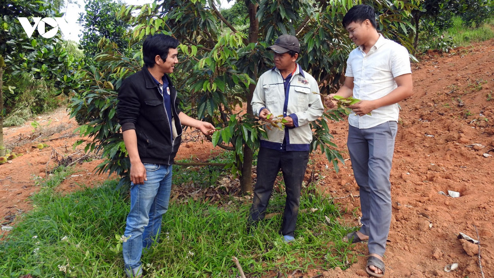 Hợp tác xã nông nghiệp xanh của anh nông dân thời công nghệ số