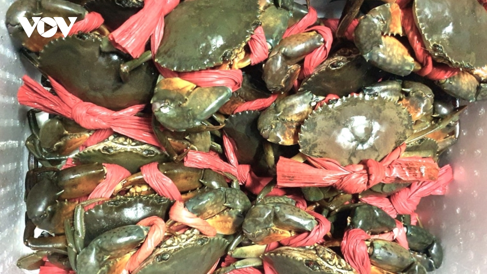 Giá cua Cà Mau tăng từng ngày