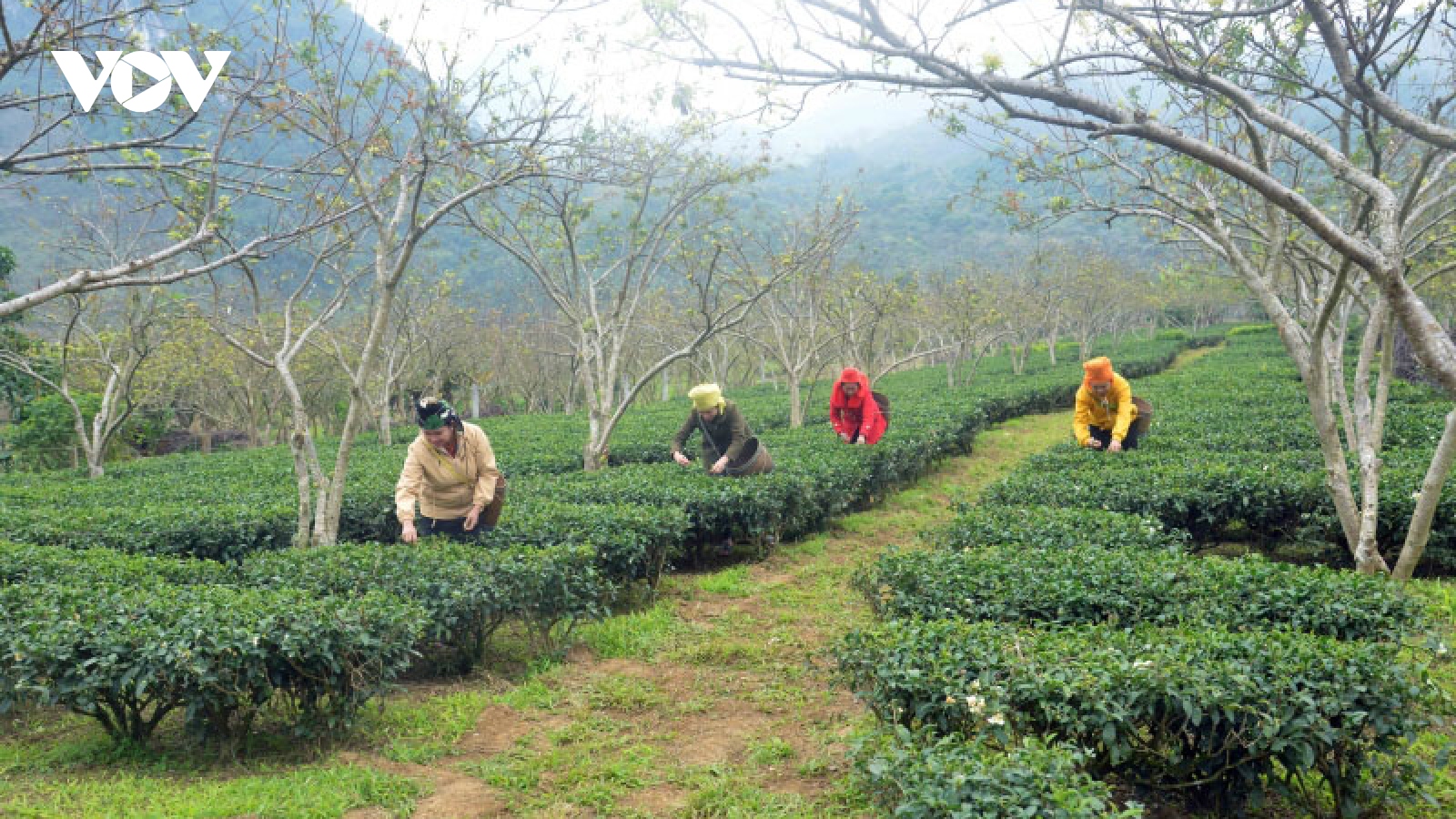 Sản xuất thắng lợi, người dân tái định cư Tân Lập hồ hởi đón Tết