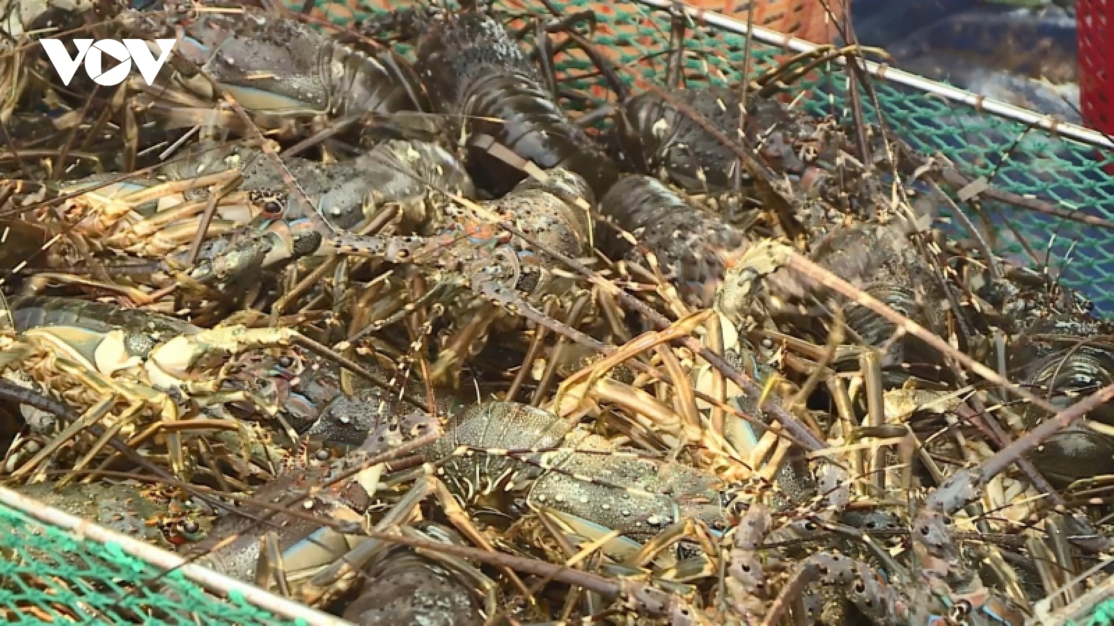 Tôm hùm rớt giá, vắng thương lái thu mua