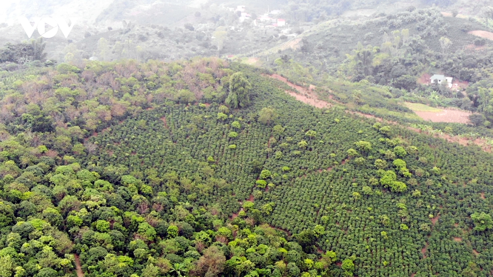 Dự thảo Luật Đất đai (sửa đổi): Thời cơ cho nông nghiệp quy mô lớn