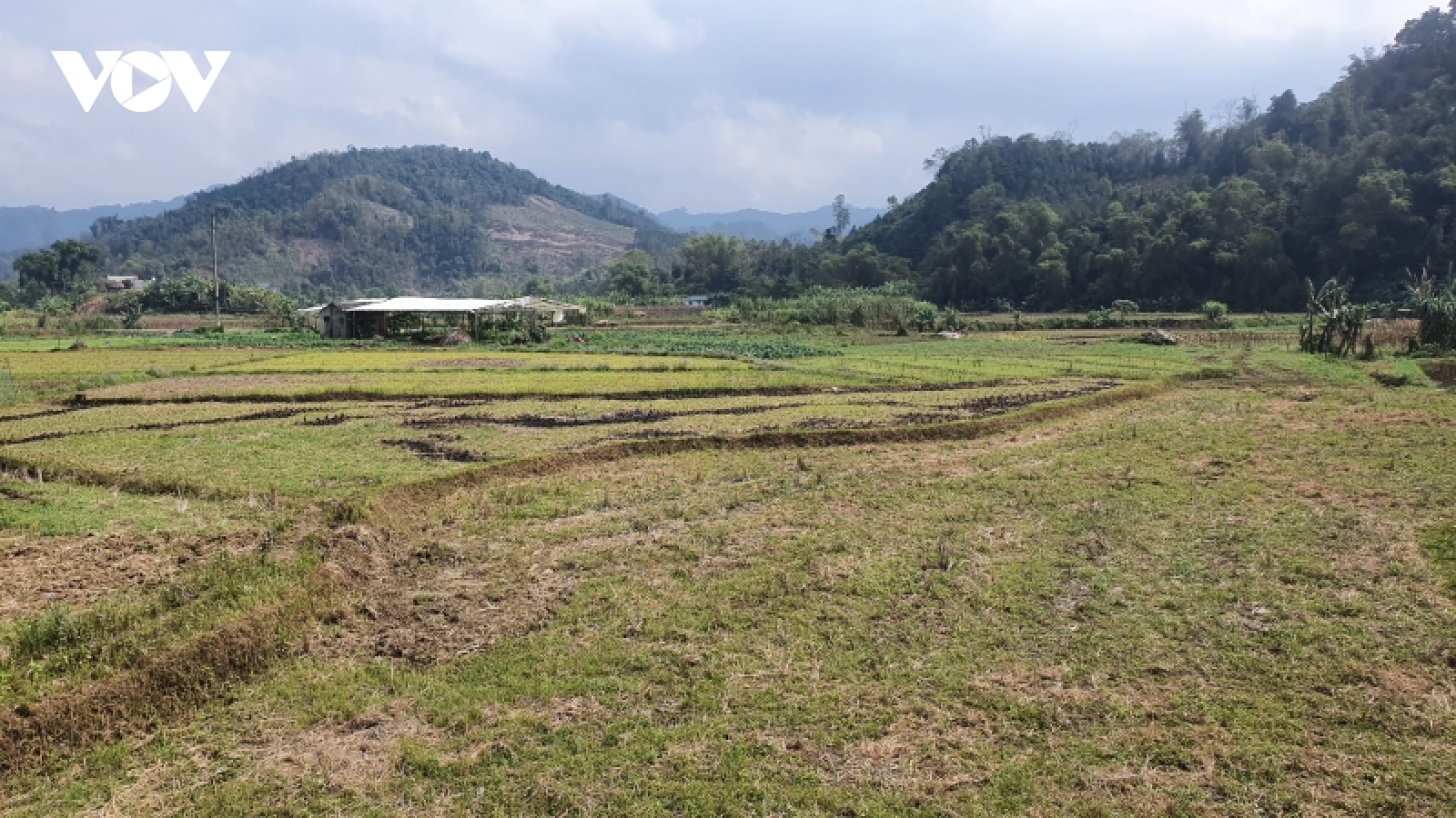 Nông dân chủ quan về thời vụ sản xuất nông nghiệp