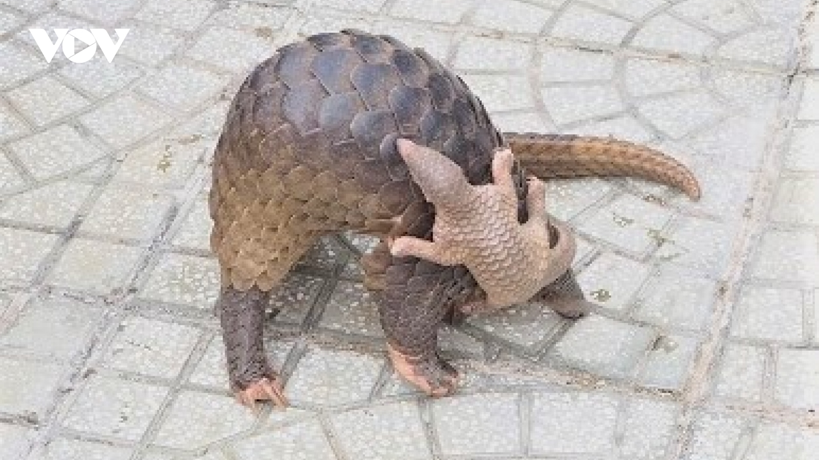 Người dân giao nộp 2 cá thể tê tê Java quý hiếm