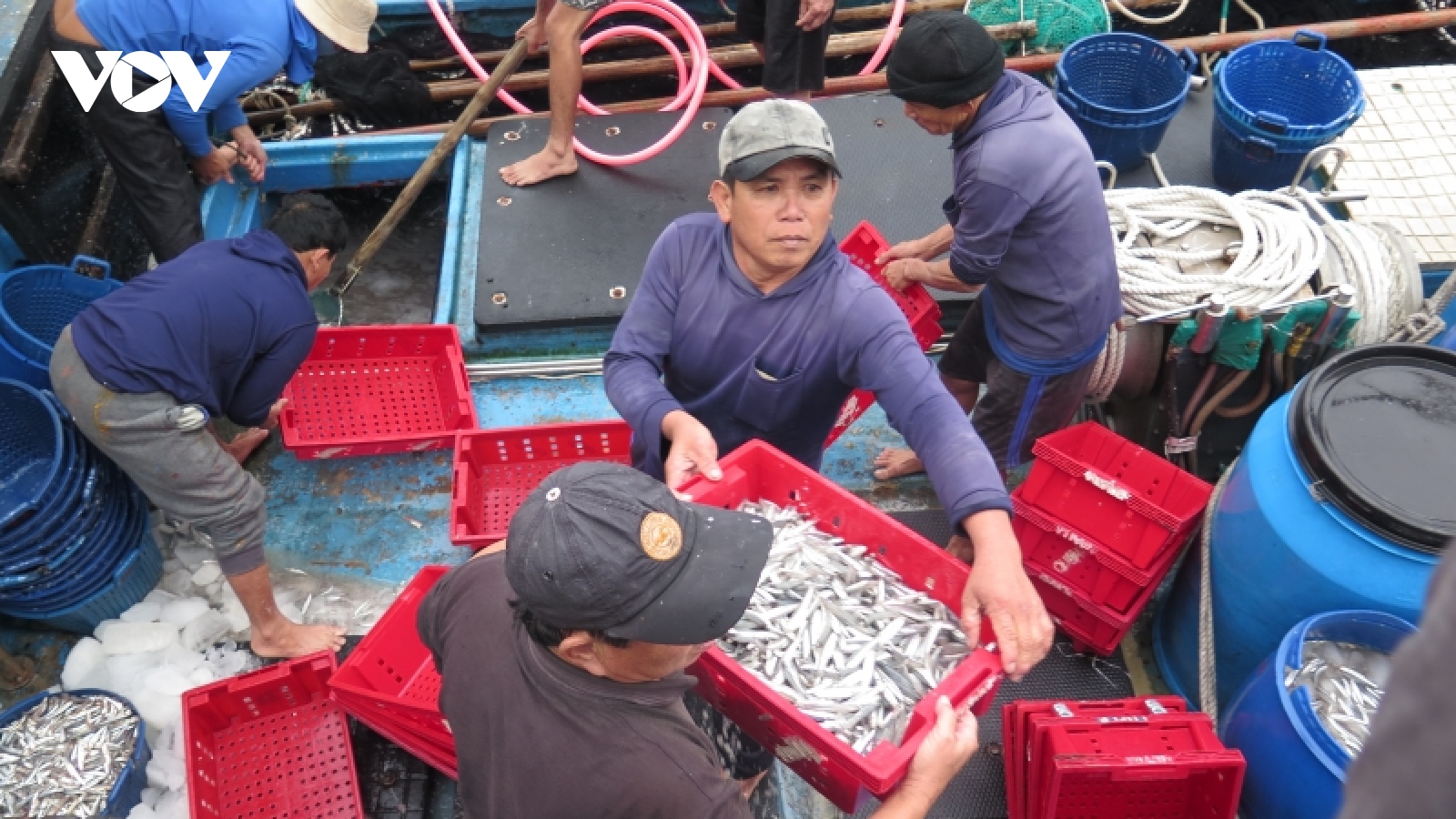 Ngư dân Quảng Ngãi trúng đậm “lộc biển” cá cơm