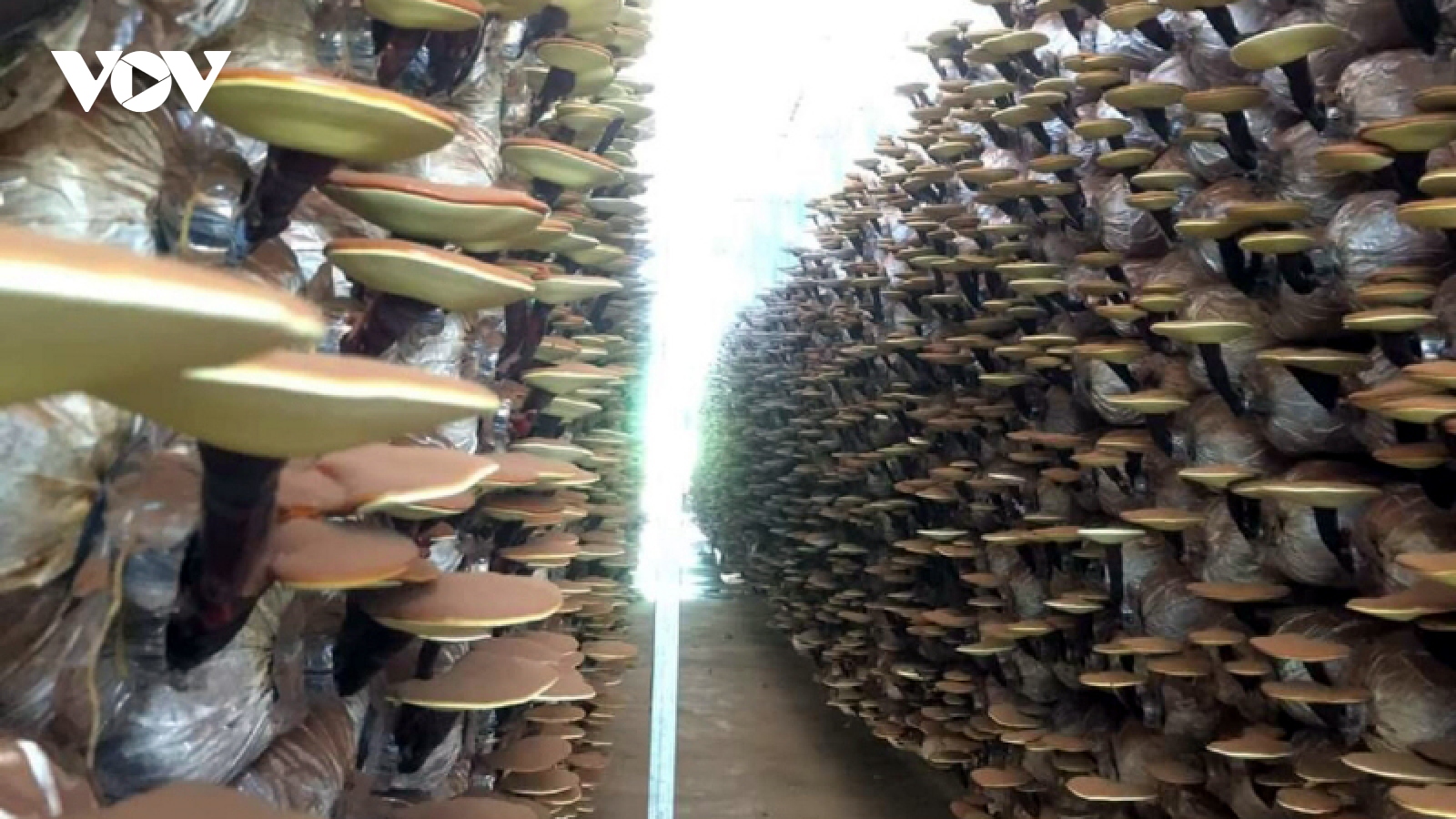 Tái cơ cấu nông nghiệp, nâng tầm giá trị nông sản ở Quảng Ngãi