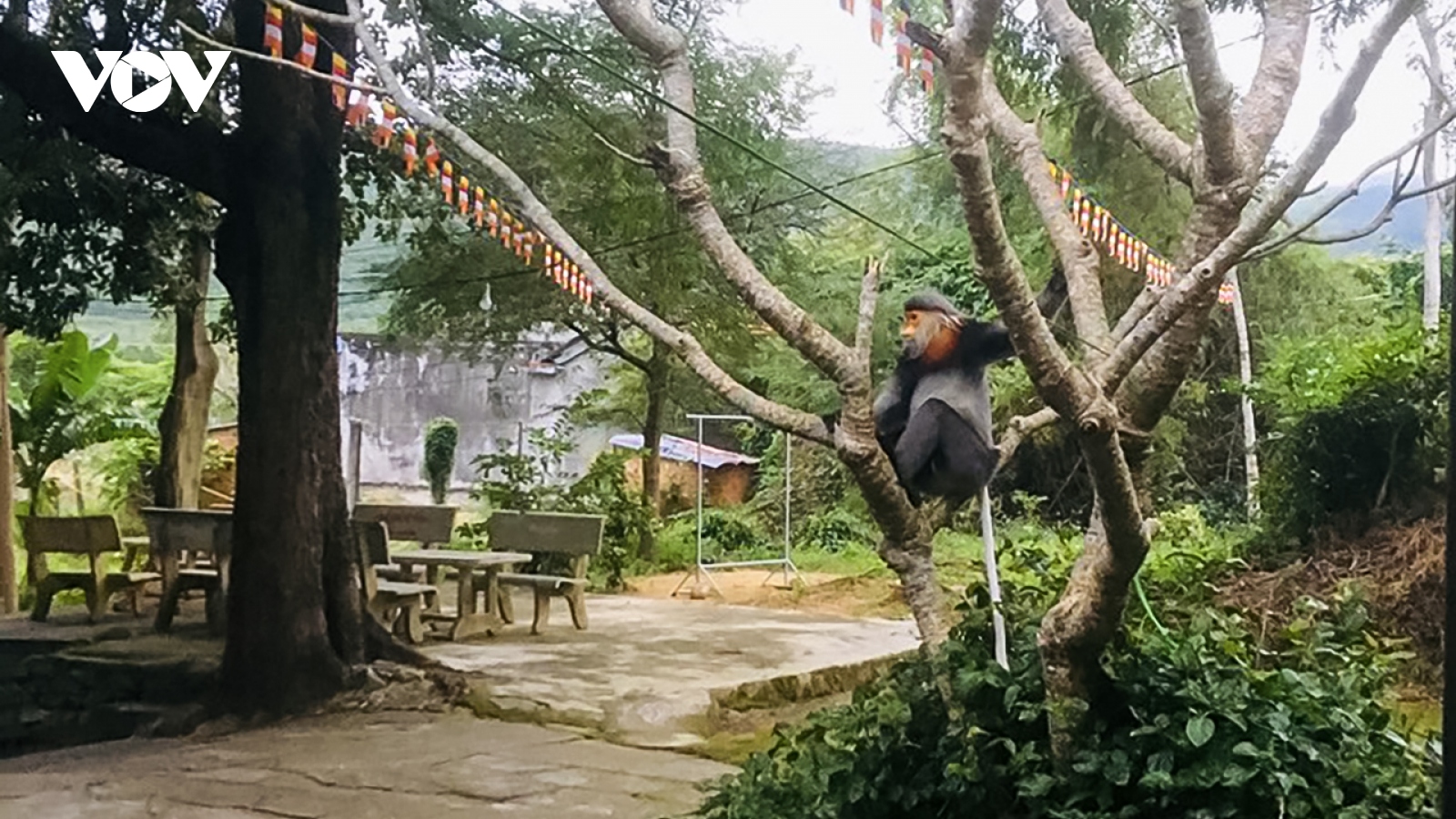 Phú Yên phát hiện 3 cá thể voọc chà vá chân xám trong khu dân cư