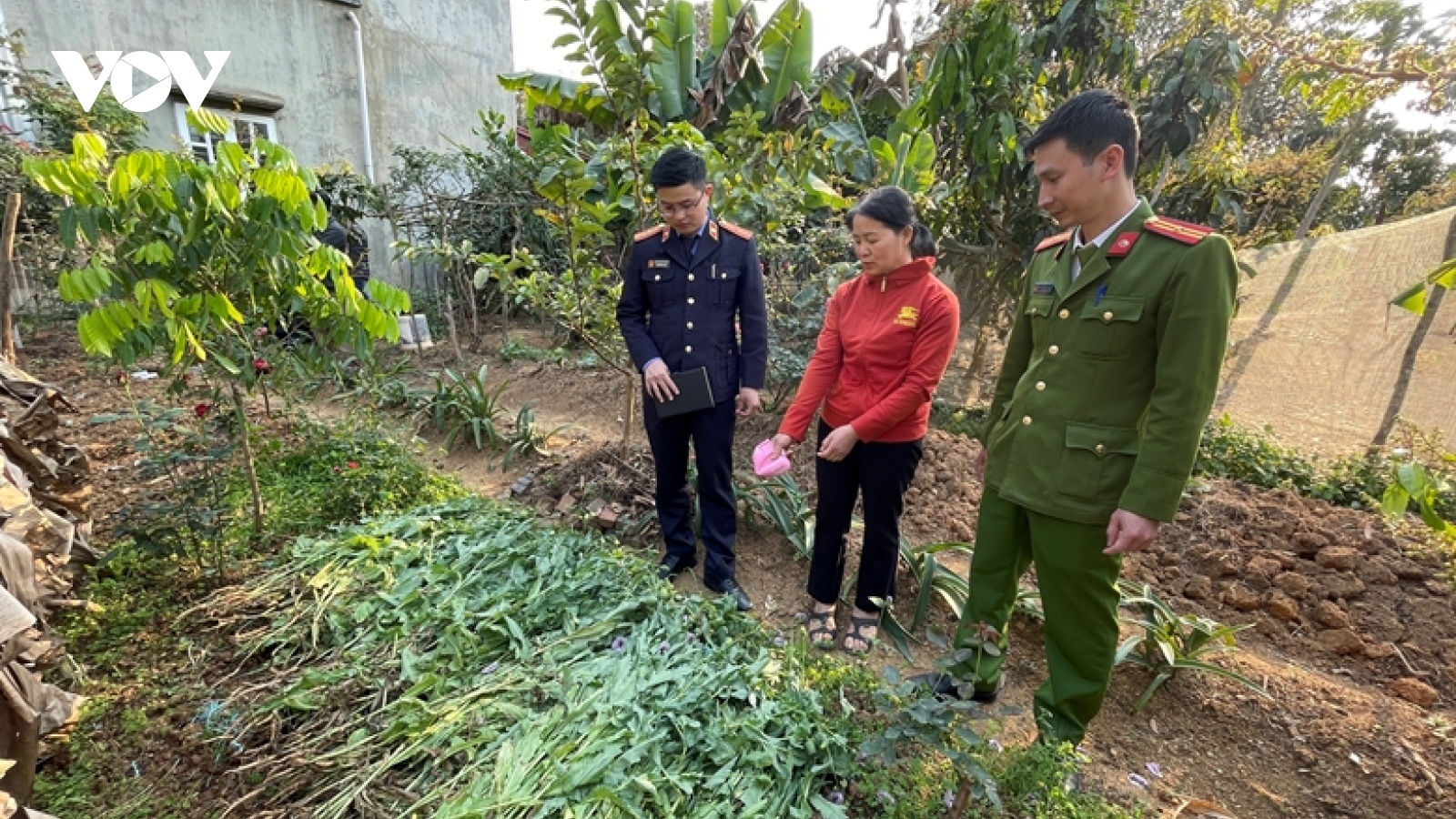 Phát hiện hơn 500 cây cần sa trong vườn 2 hộ dân tại Hải Phòng