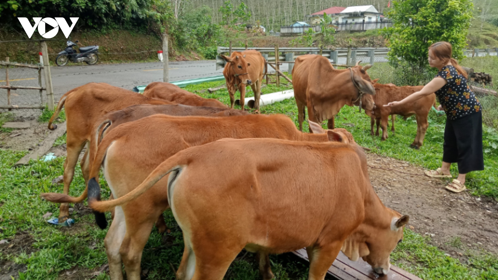 Phụ nữ Cơ Tu khởi nghiệp ngay trên vùng đất nghèo