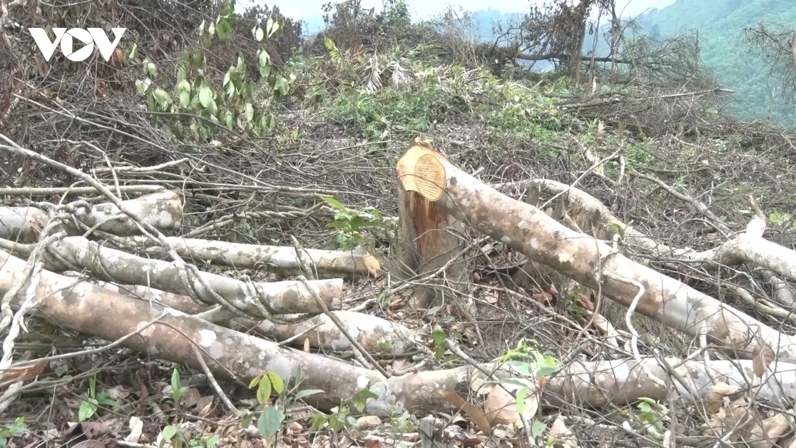 Đề nghị khởi tố vụ phá gần 6 héc ta rừng tự nhiên tại tỉnh Quảng Bình