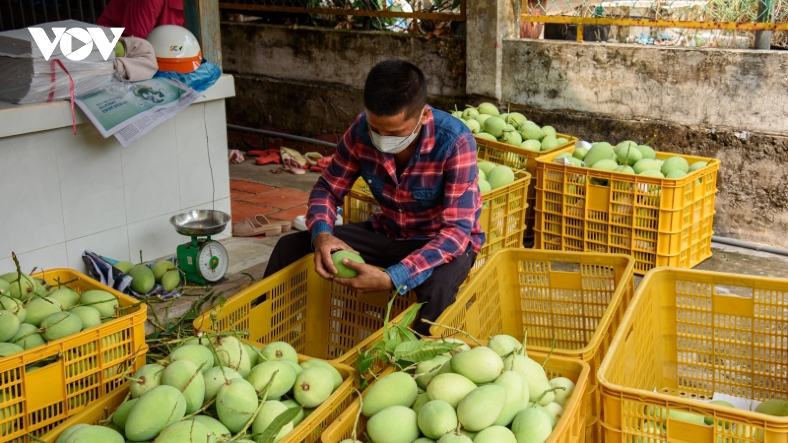 Hội Ngành hàng Xoài Đồng Tháp sẽ xây dựng chuỗi liên kết 4 nhà