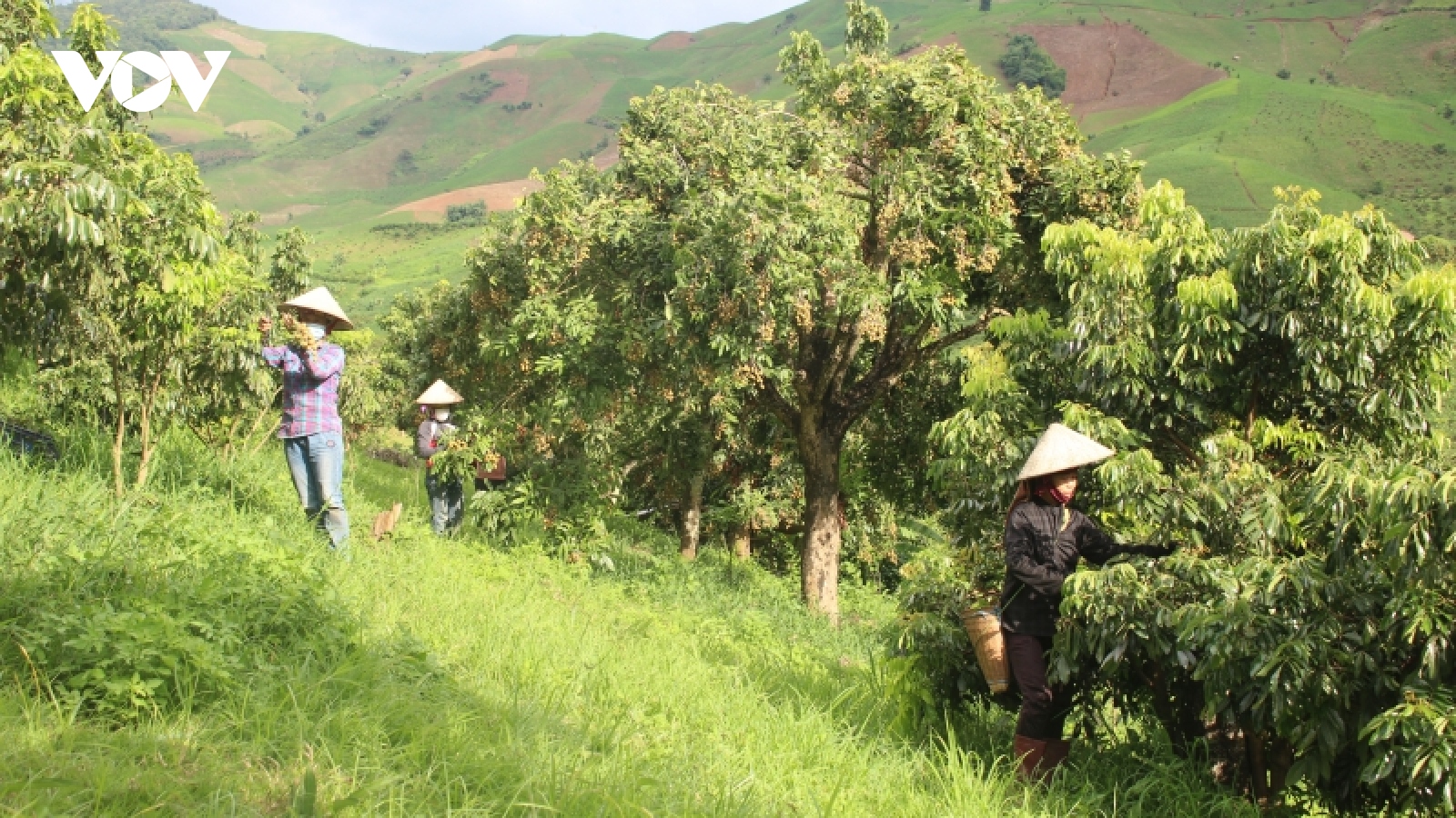 "Vựa" trái cây Sơn La tăng mã số vùng trồng phục vụ xuất khẩu