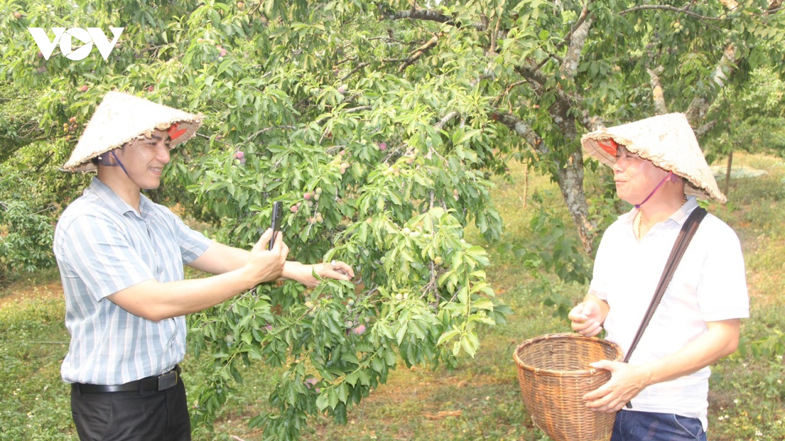 Sơn La đẩy mạnh tiêu thụ hơn 450.000 tấn quả qua sàn thương mại điện tử