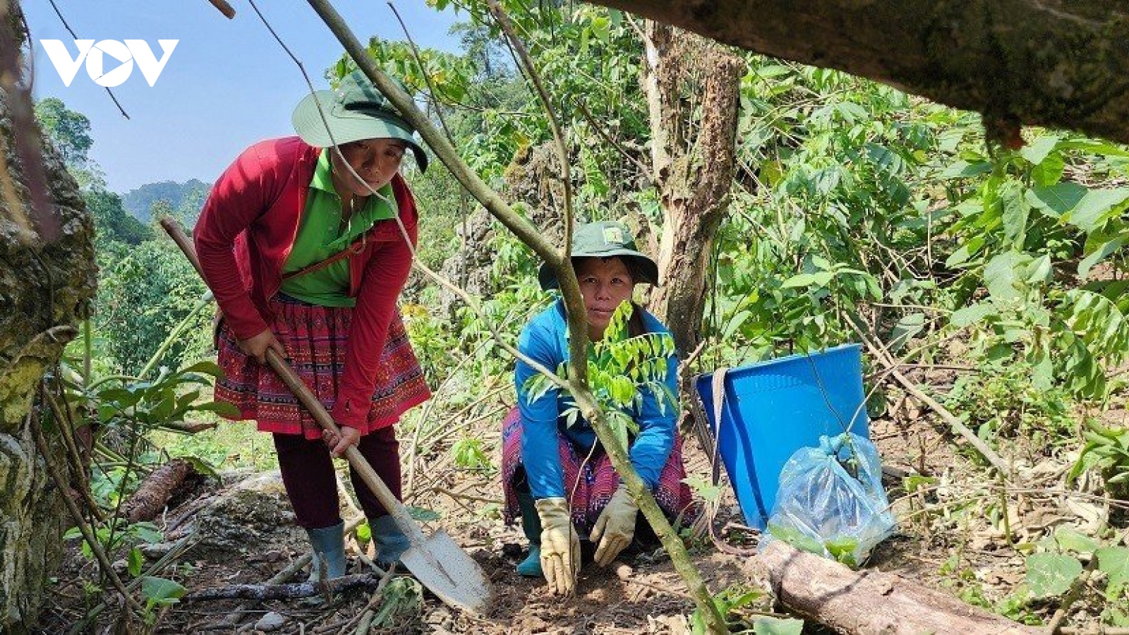 “Vá rừng trên núi đá” ở Sơn La