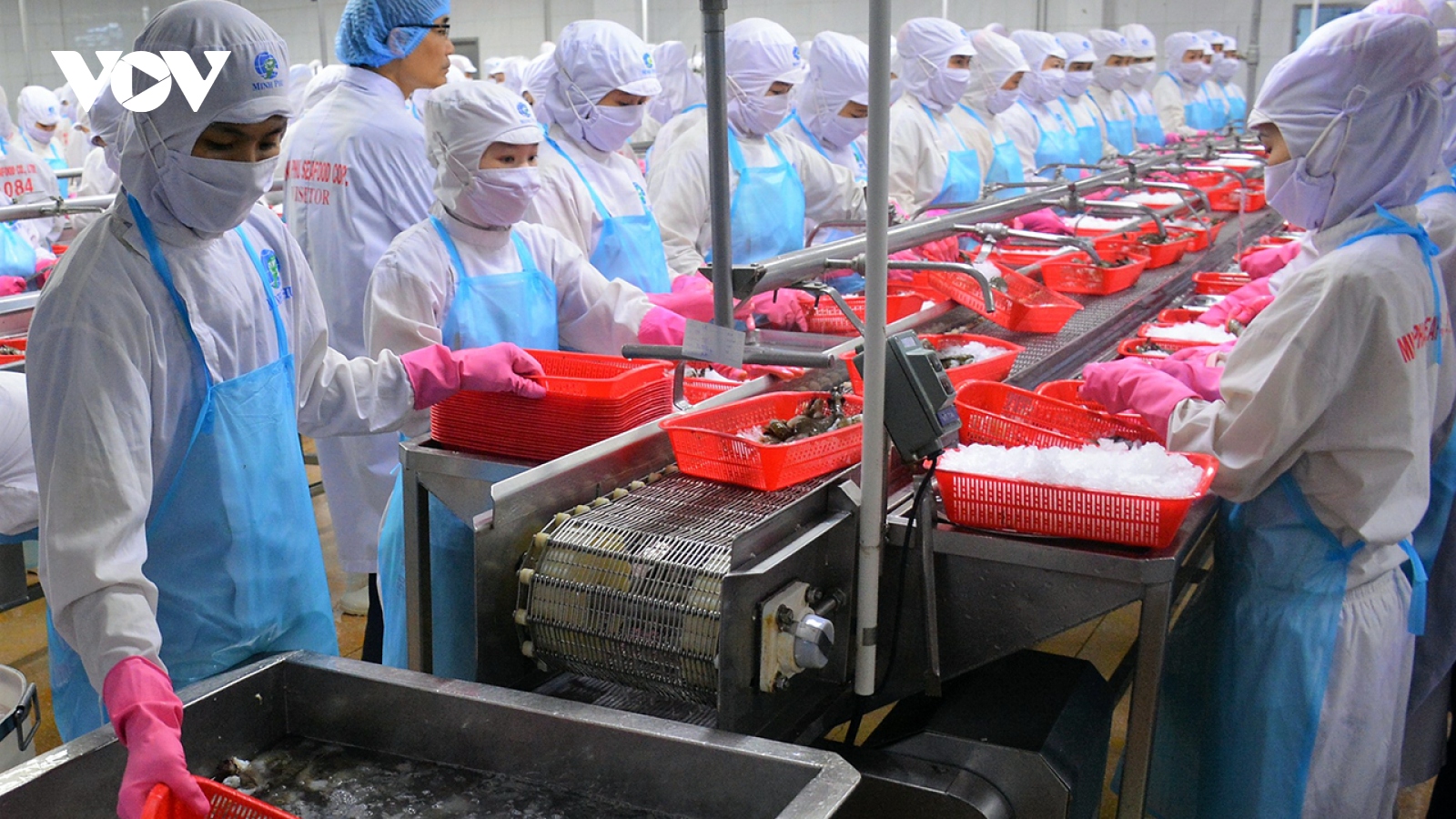 Xuất khẩu tôm giảm mạnh, doanh nghiệp Cà Mau khó tiếp cận vốn vay