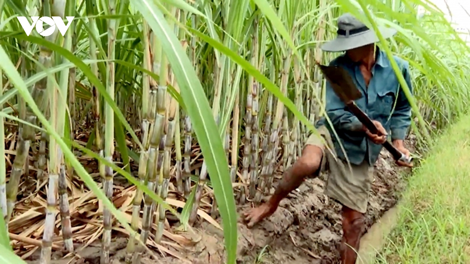 Diện tích vùng mía nguyên liệu ở Trà Vinh đang tăng trở lại